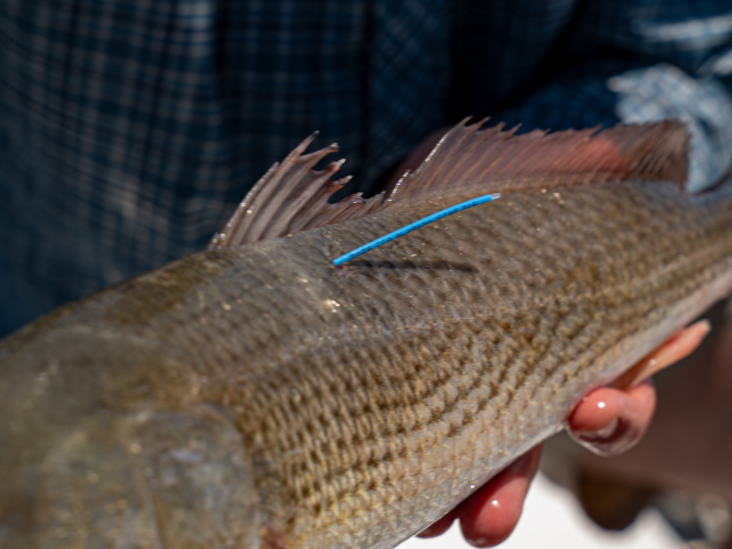 Gulf Coast marsh aerial — CCA Alabama STAR Tournament