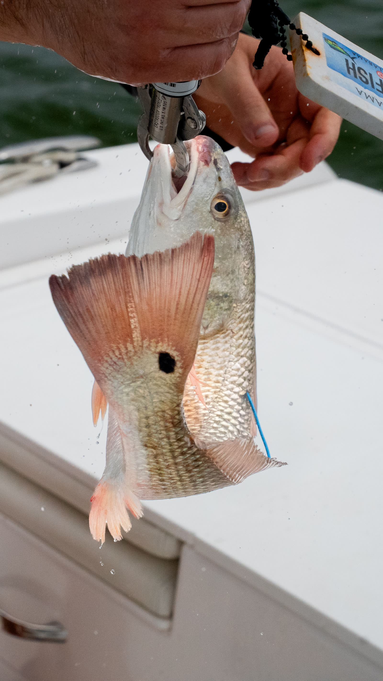Redfish release — CCA Alabama STAR Tournament