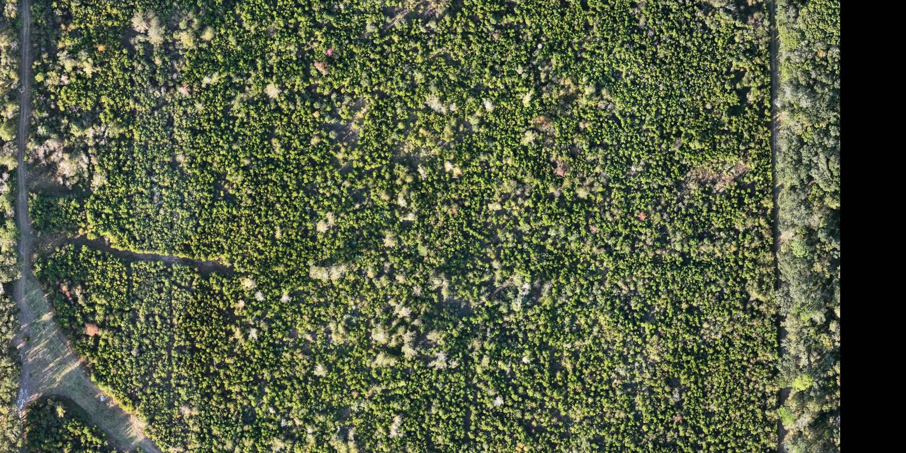 Aerial view of thick Gulf Coast woods, the kind of cover a lost dog disappears into