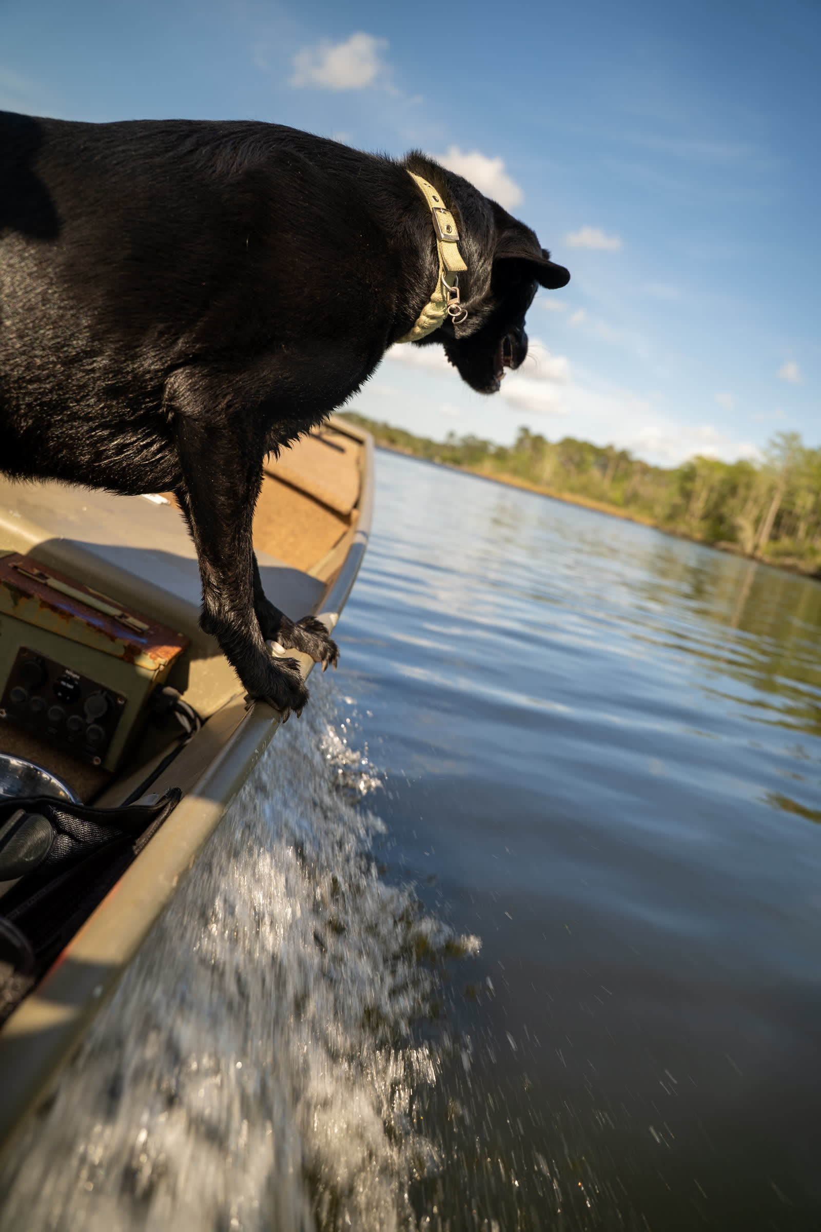 Working black Lab leaping off the bow of a moving boat over Gulf Coast water