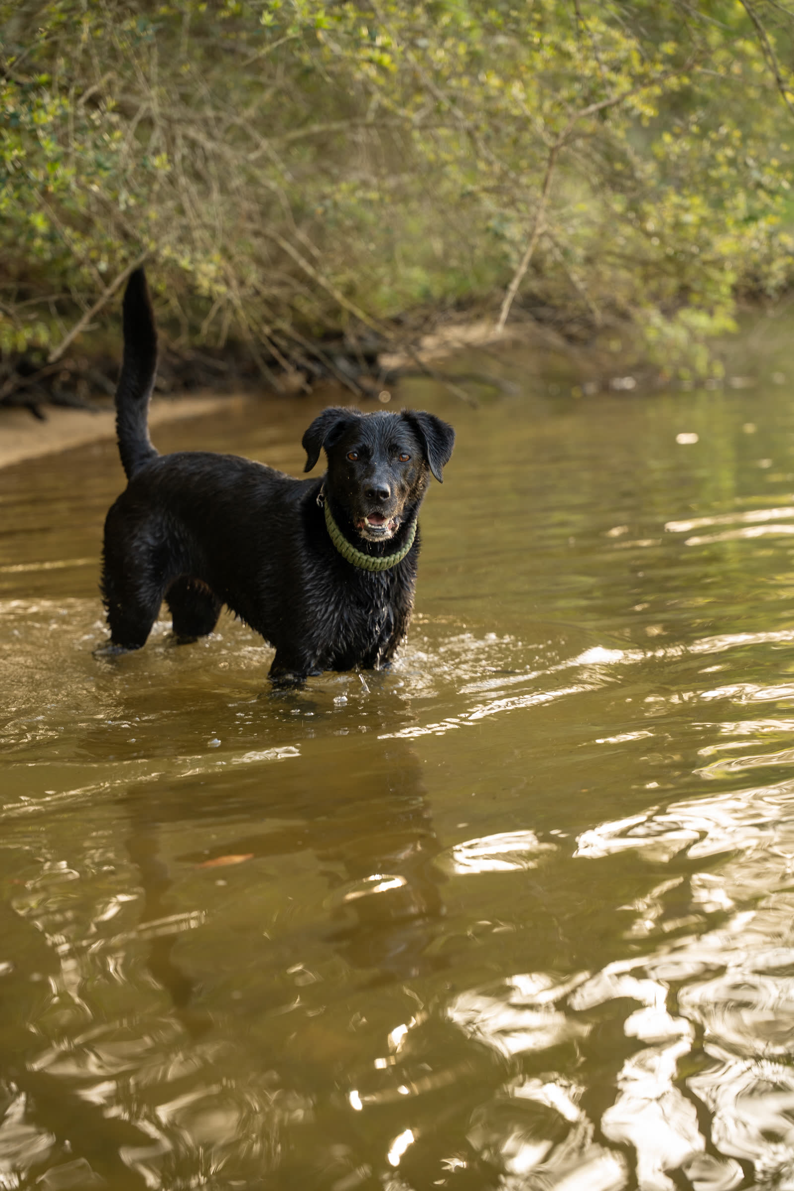 Working retriever in the water — Gulf Coast Alabama